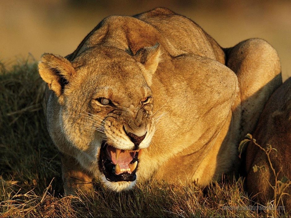 Разъяренная львица