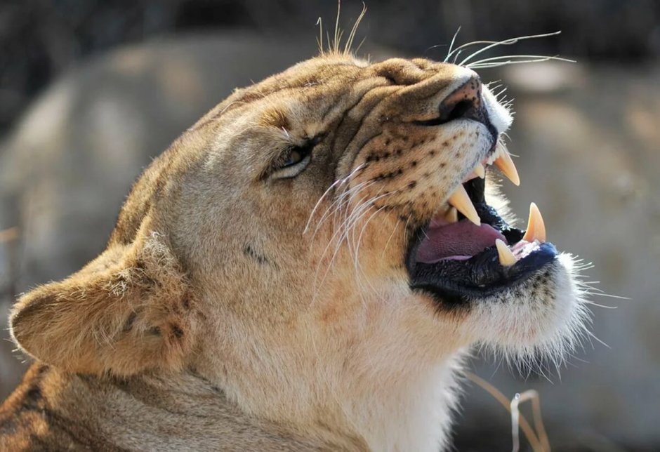 Львица оскал