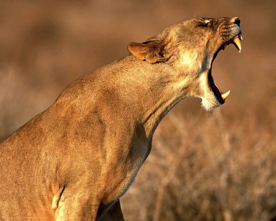 Саблезубый Кугуар