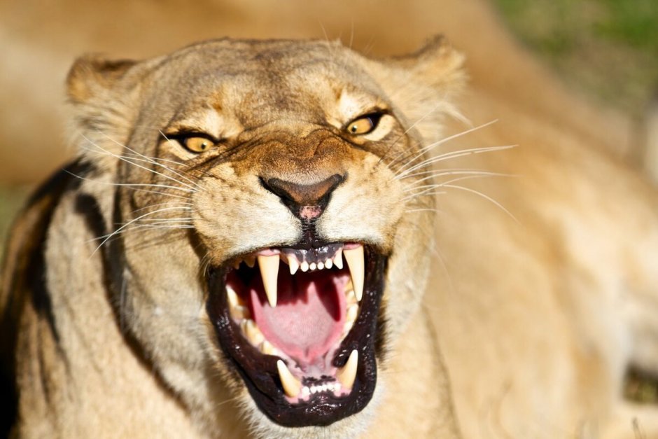 Злая львица