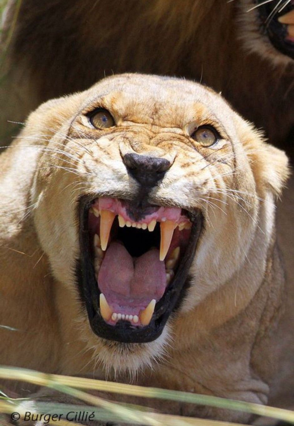 Саблезубый Кугуар