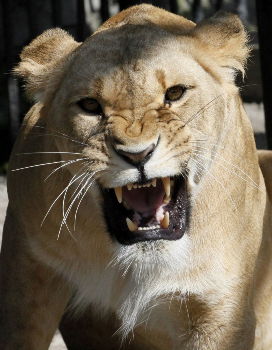 Злая львица