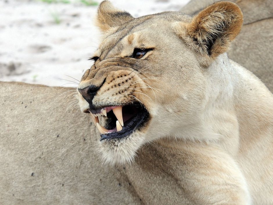 Львица рычит