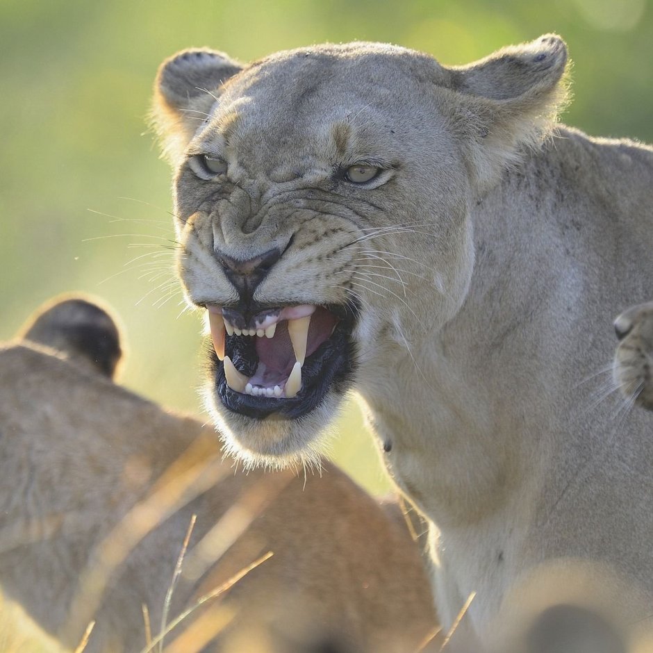 Разъяренная львица
