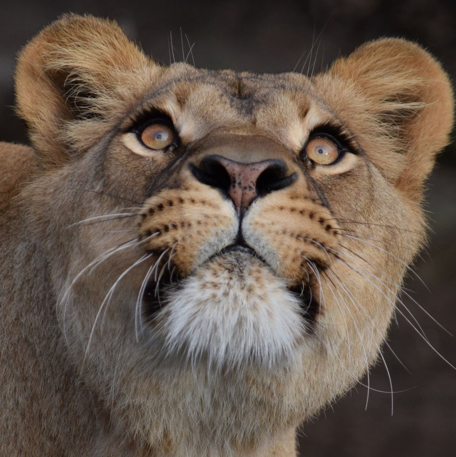 Рычание львицы