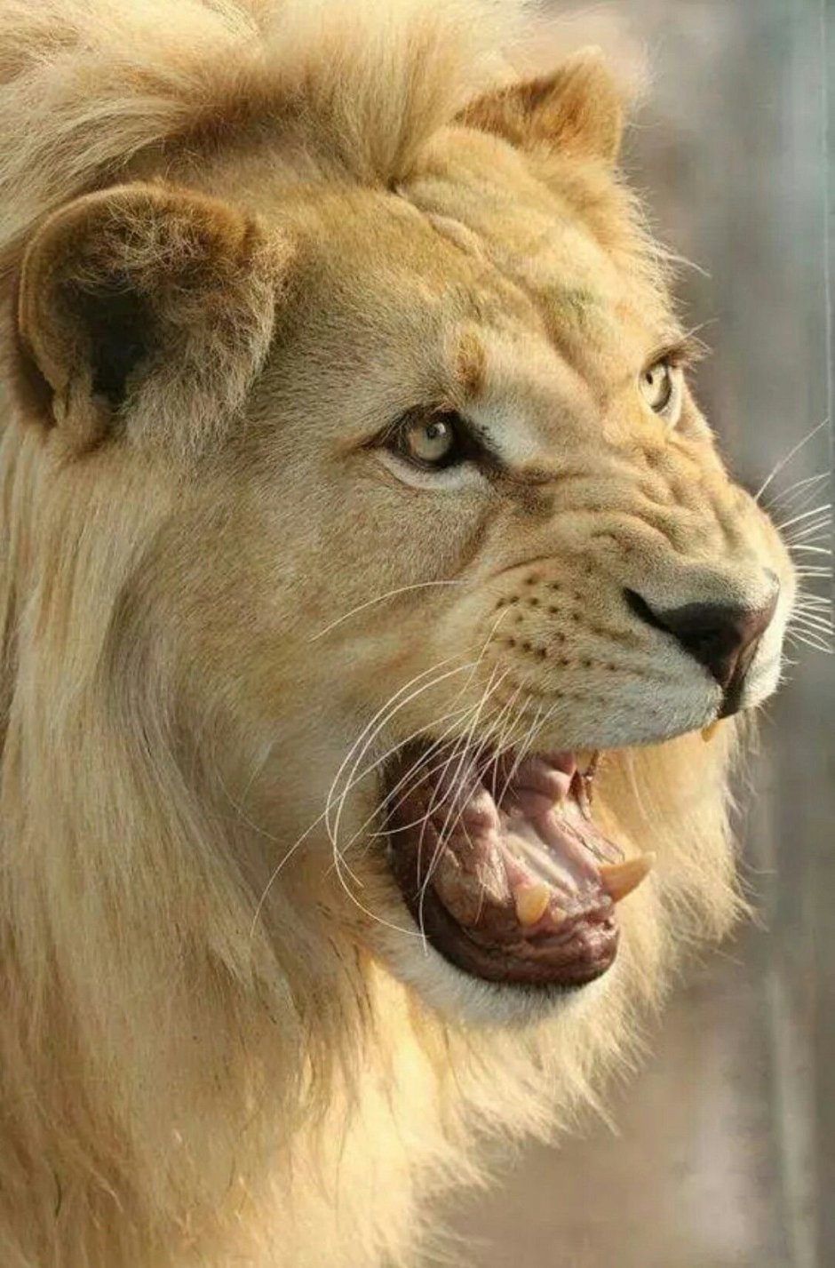 Красивый Лев