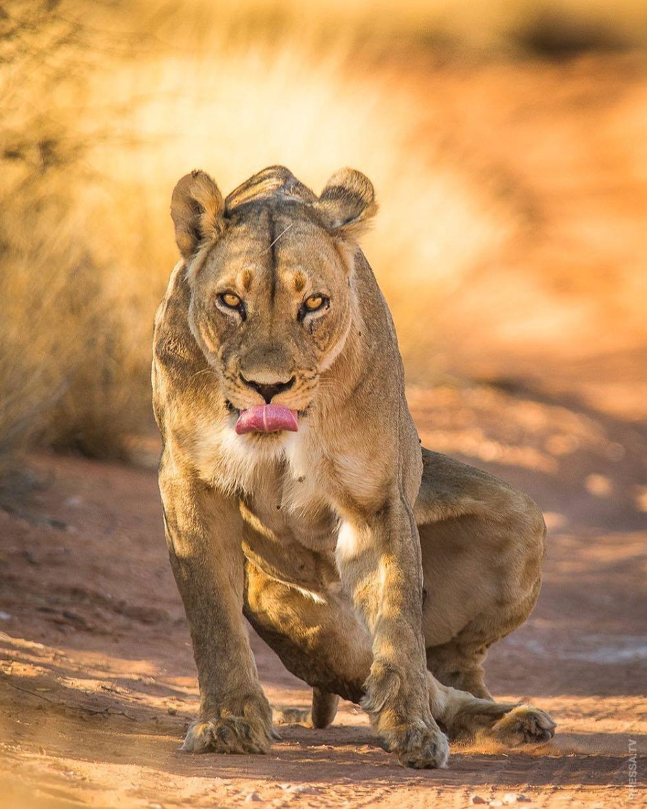 Шикарная львица