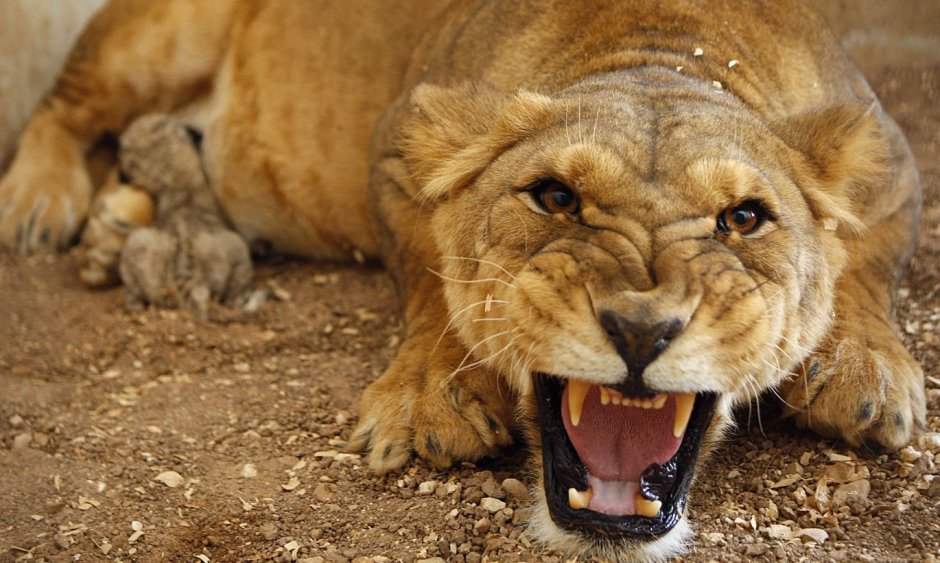 Львица оскал