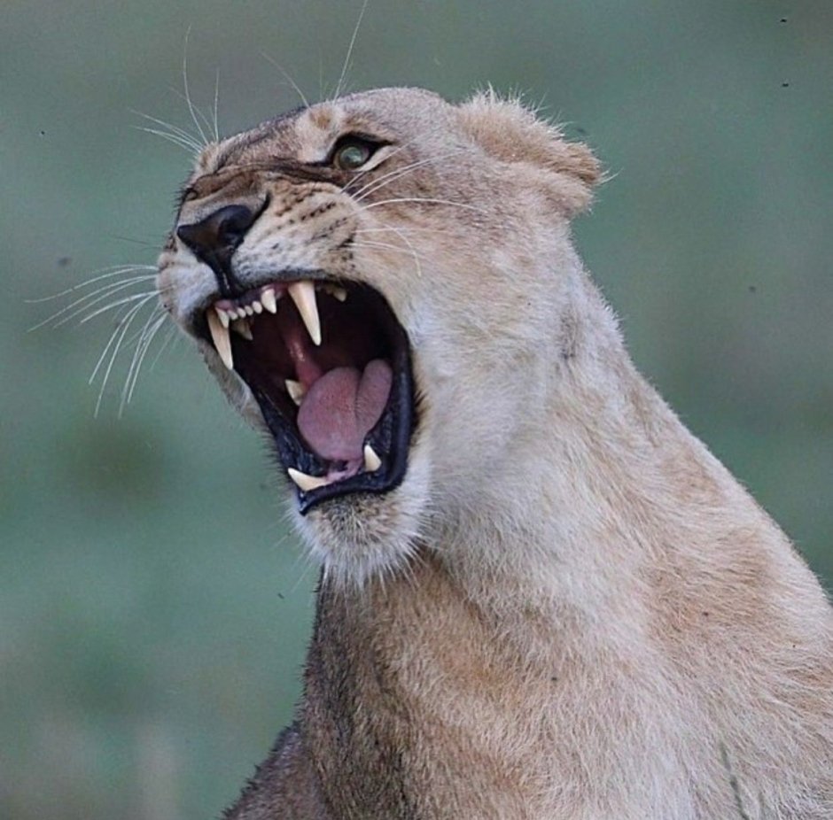 Львица злится
