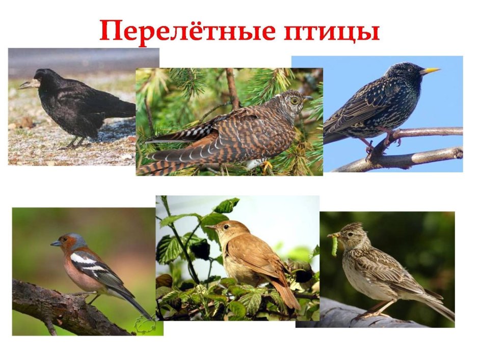 Перелетные птицы Южного Урала
