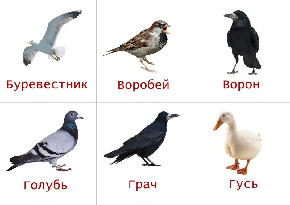 Певчий Дрозд деряба