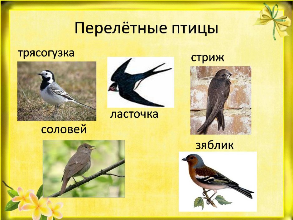 Птицы в весеннем лесу