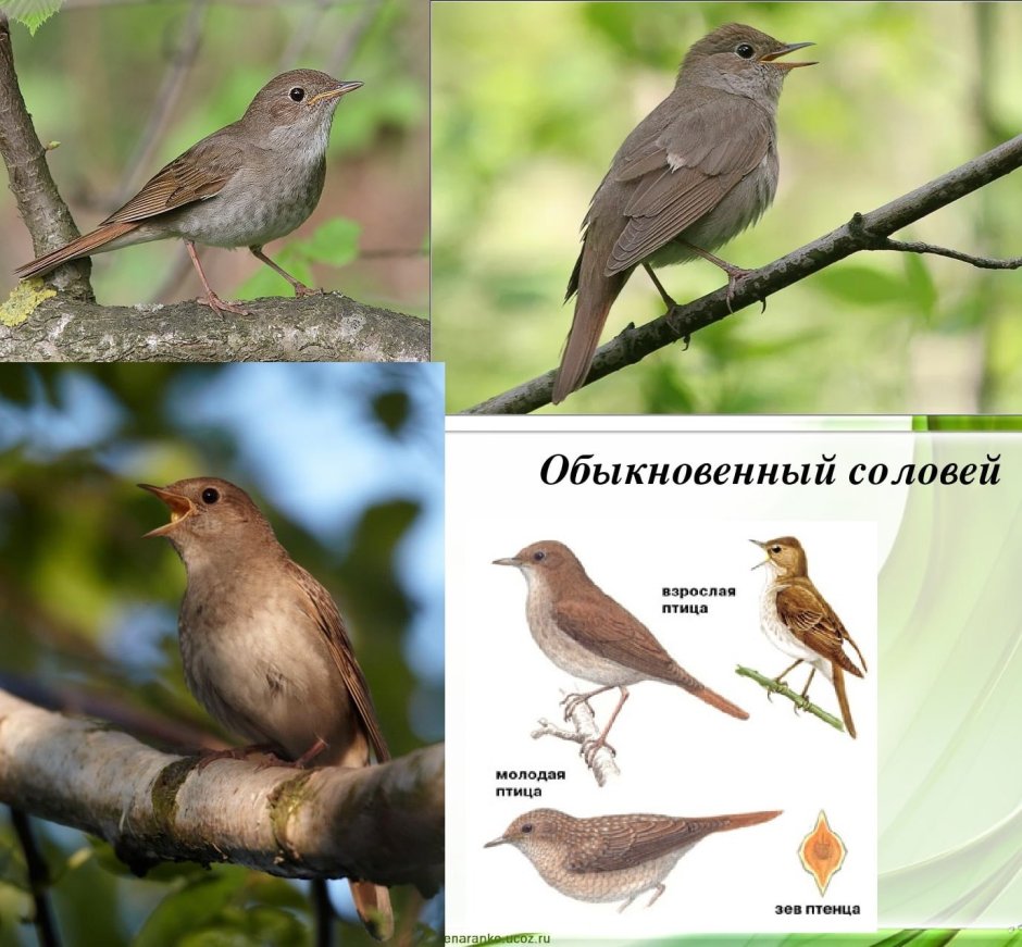 Перелетные и зимующие птицы список для детей