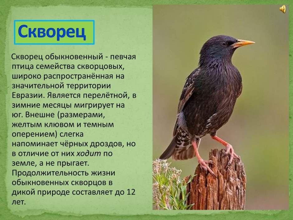 Перелетные птицы для детей