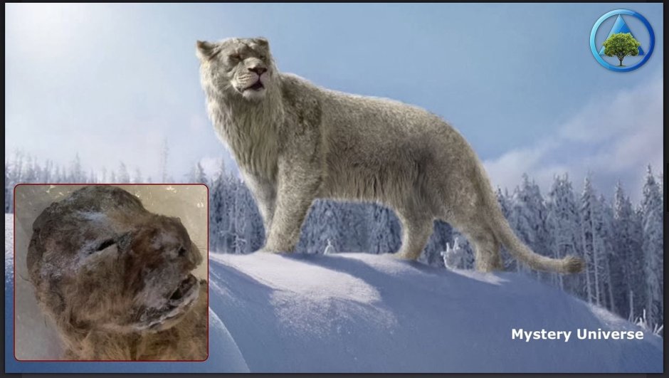 Американский Лев Panthera Leo spelaea