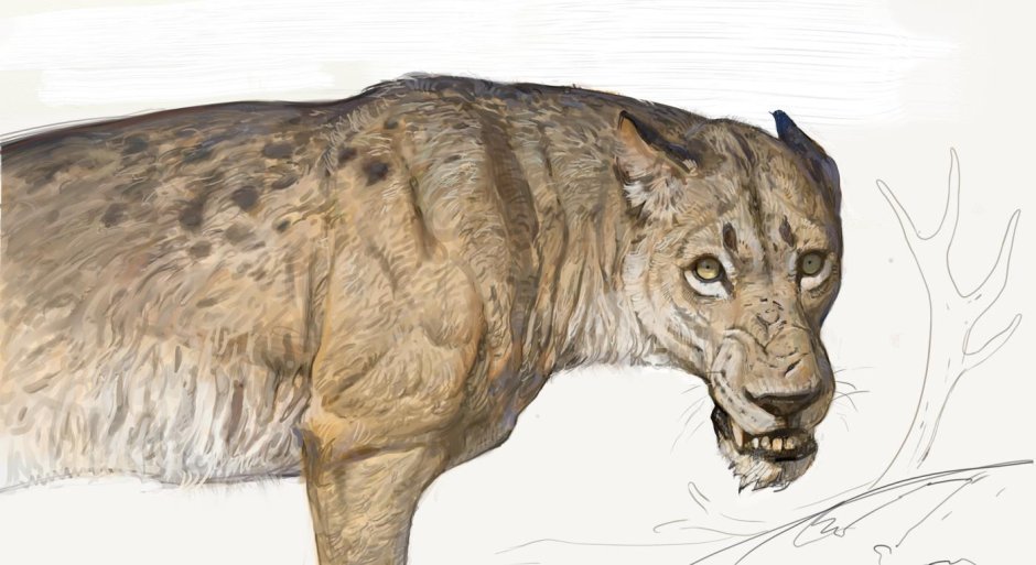 Homotherium crenatidens