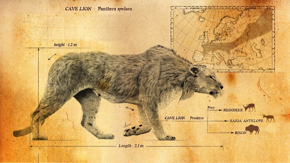 Panthera spelaea