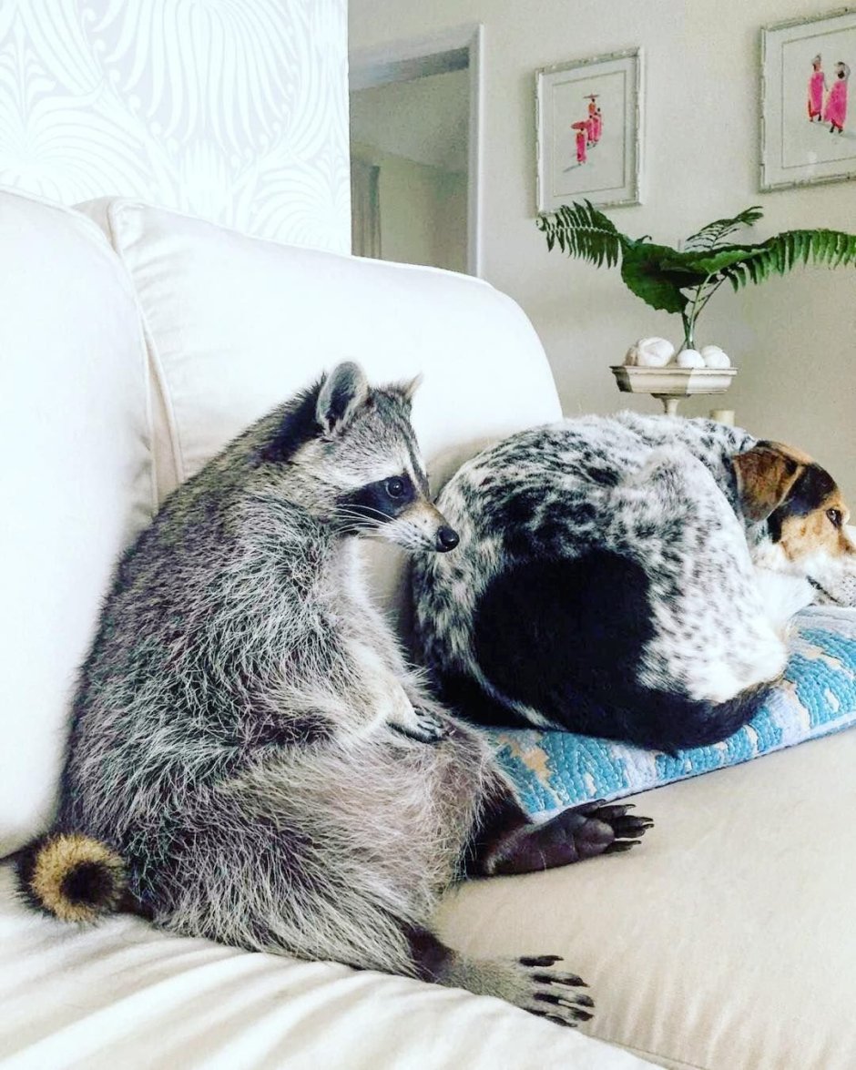 Енот и кошка