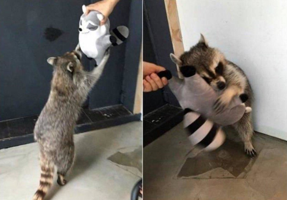 Енот с котенком