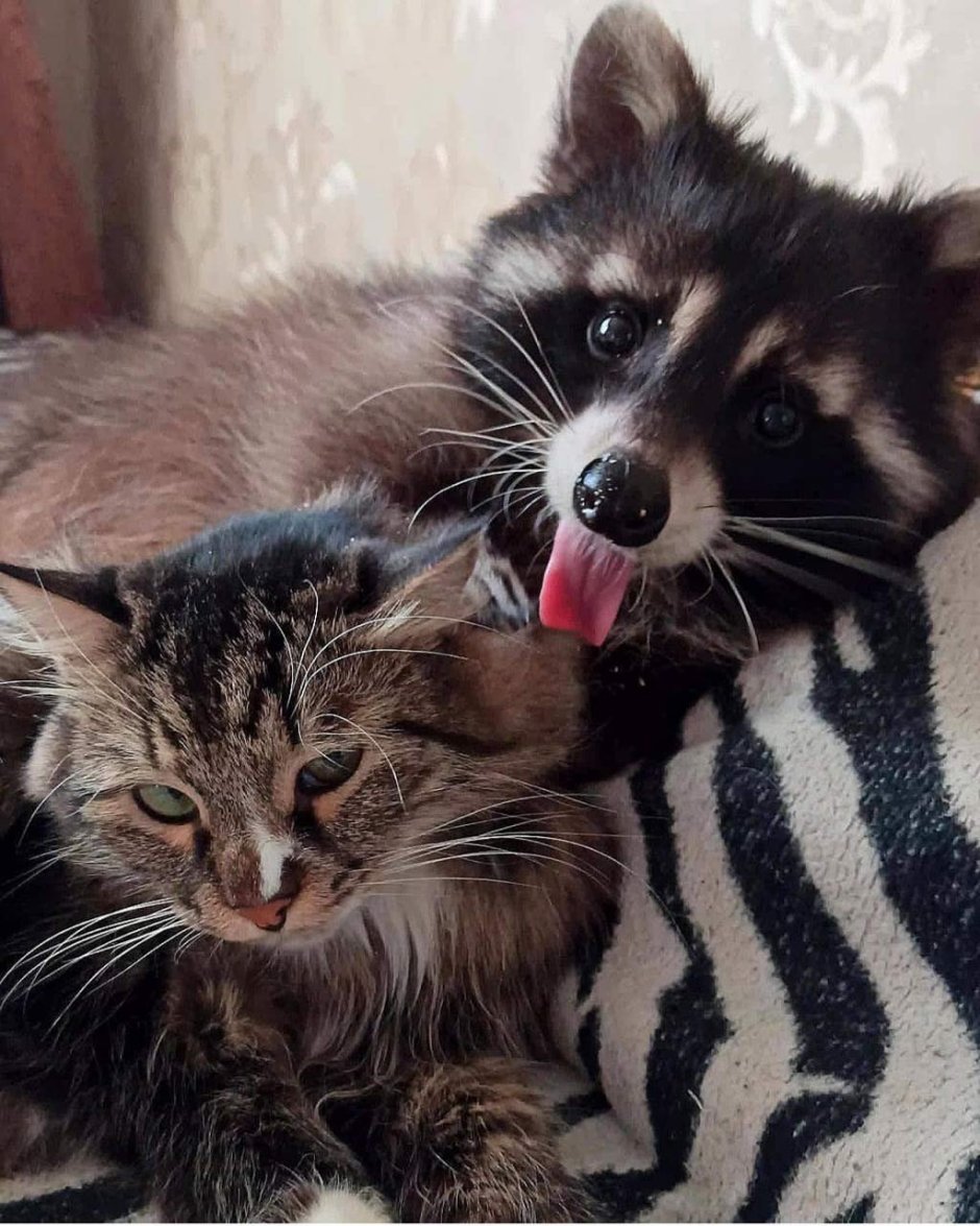 Енот с котиком