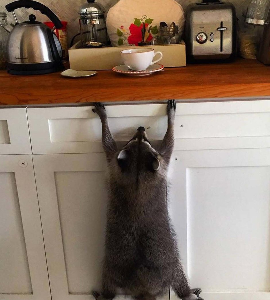 Енот и кот