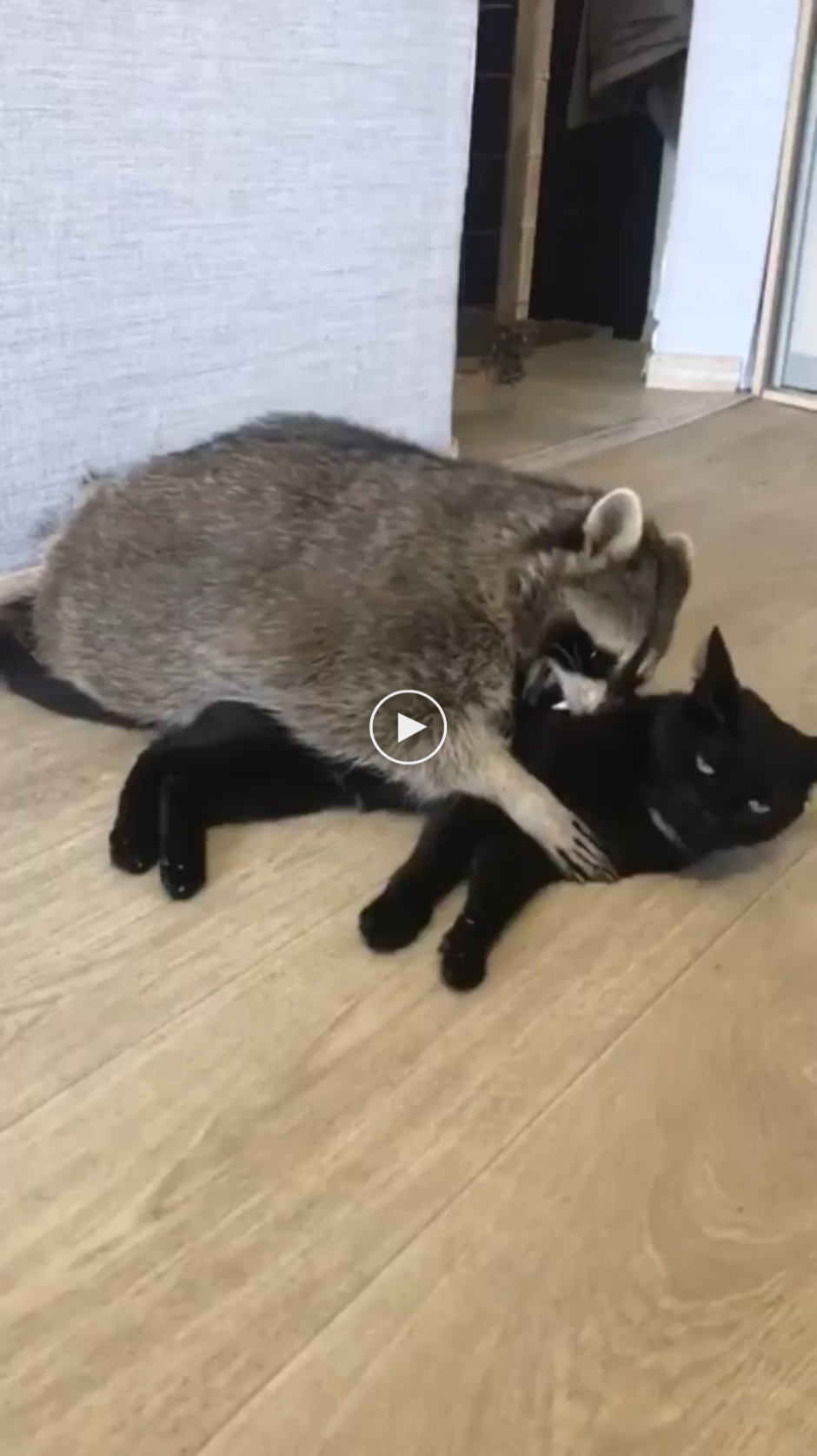 Котик Енотик
