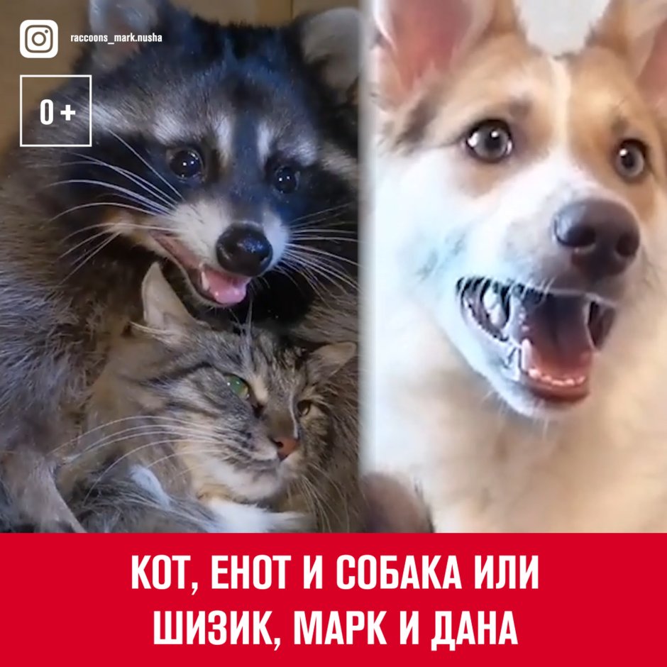 Смешные картинки с надписями