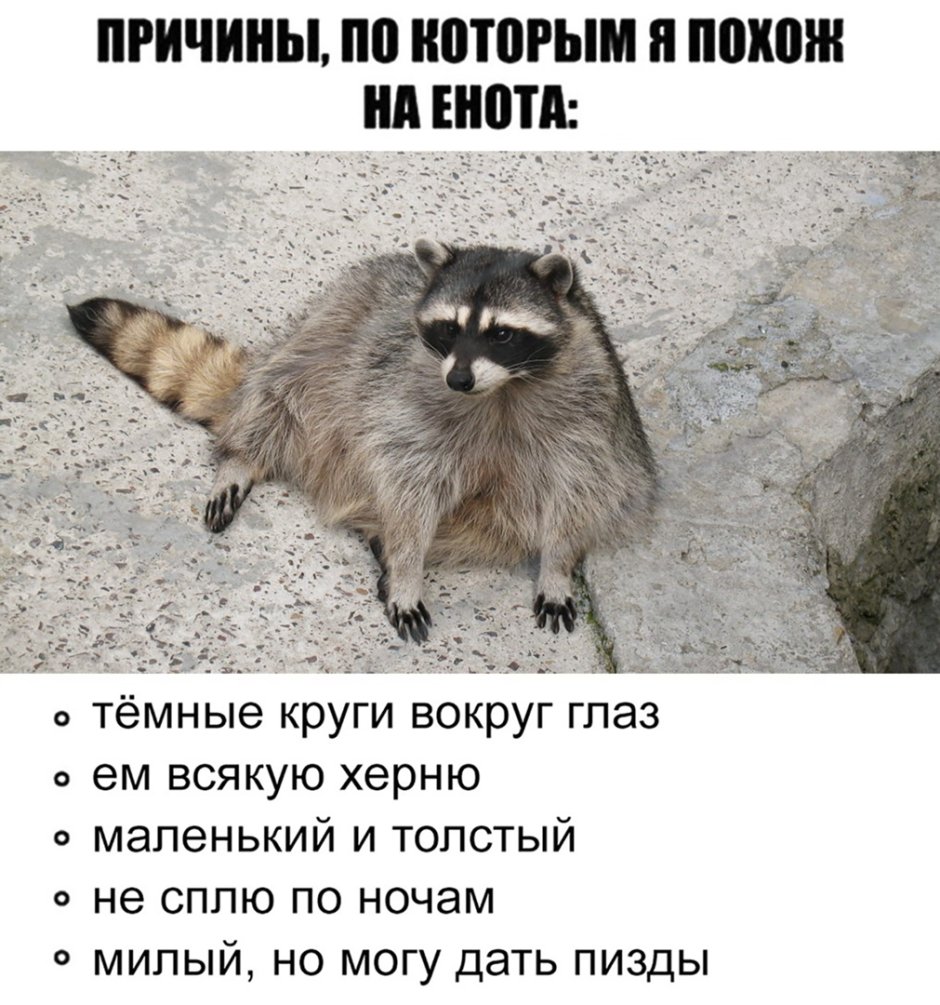 Енот преступник