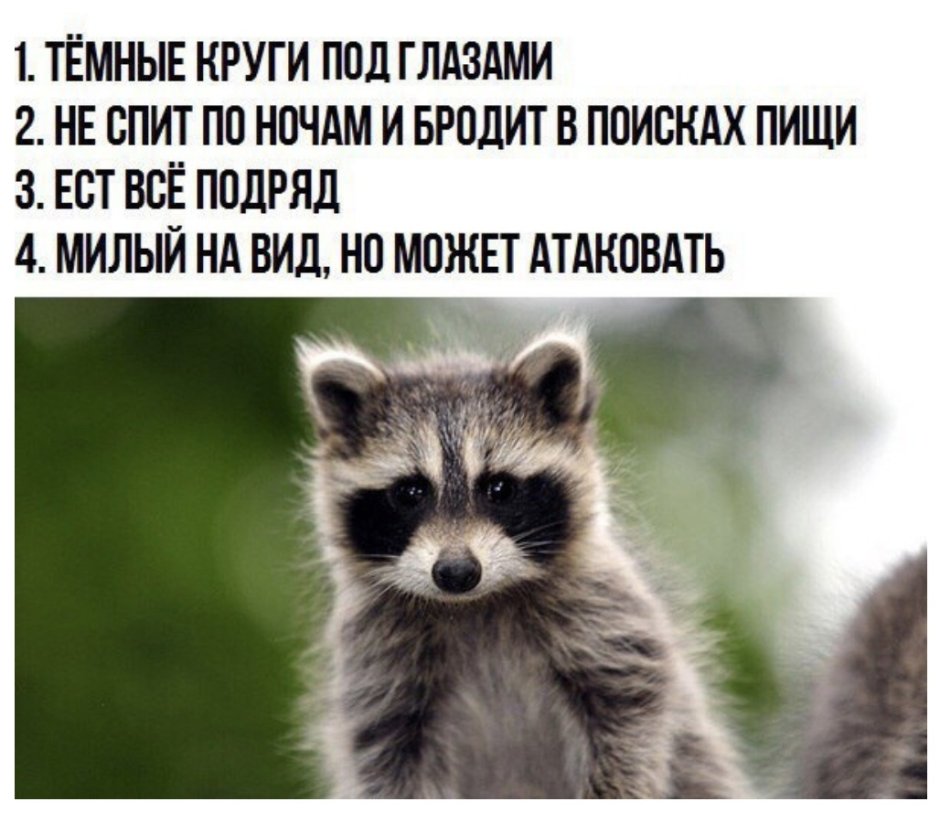 Доказательство того что я енот