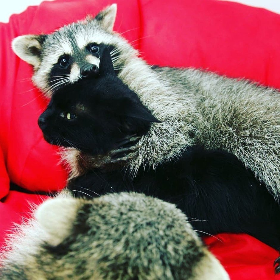 Енот с котиком