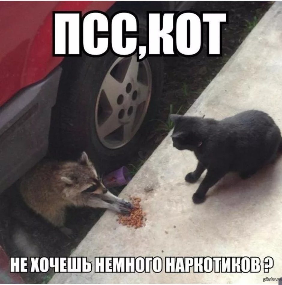 Енот сидит