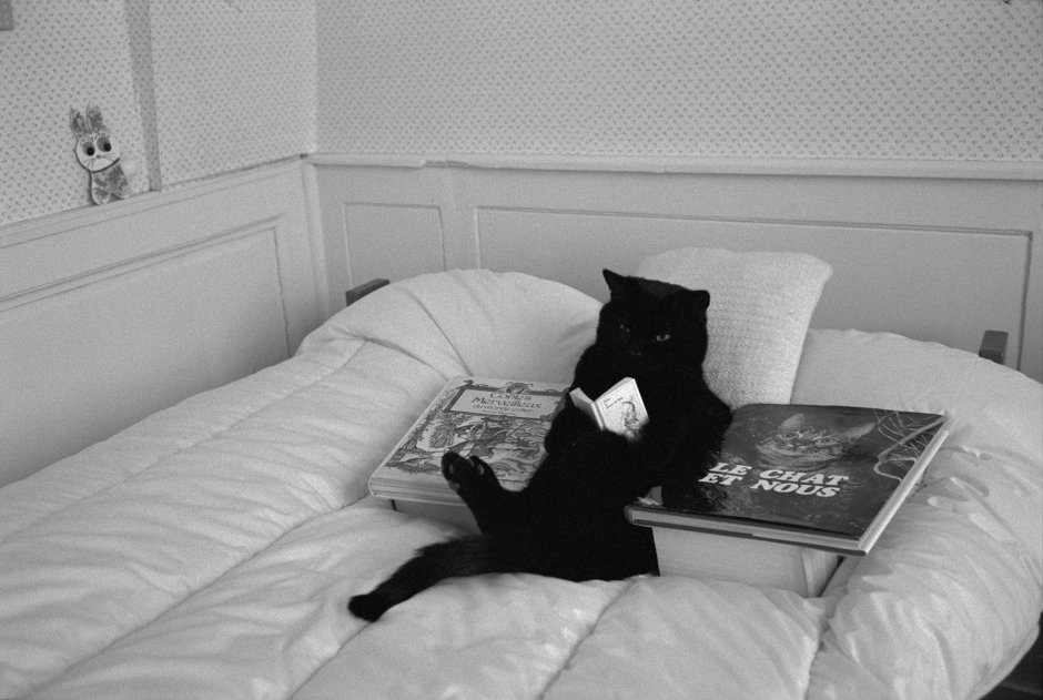 Два черных кота