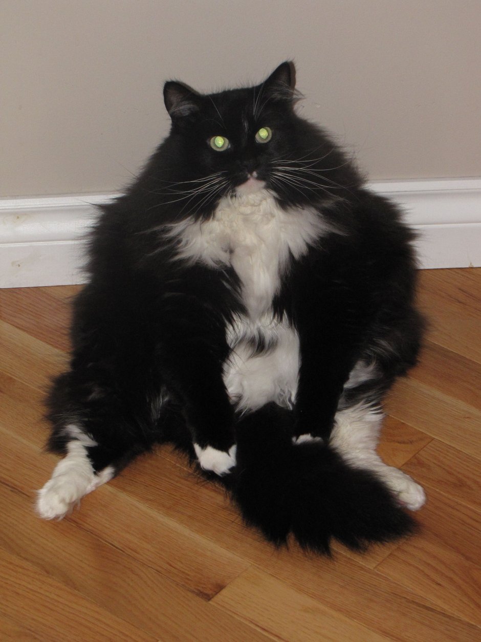Котики черный и белый