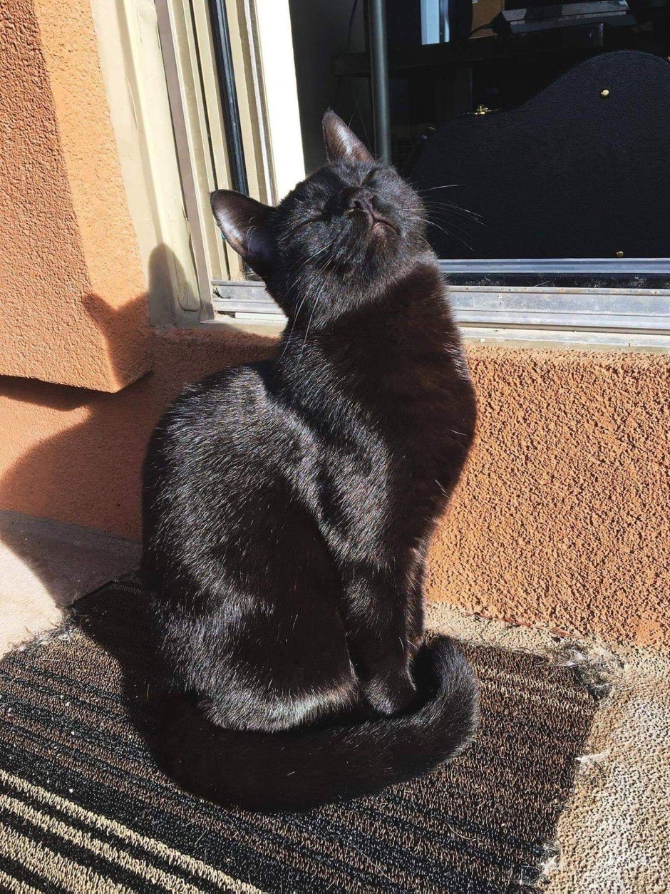 Черно белая кошка