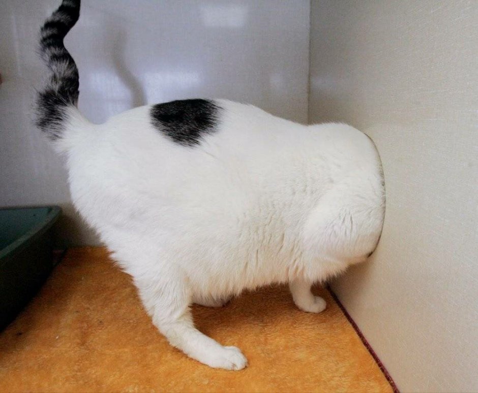 Черный котик на кровати