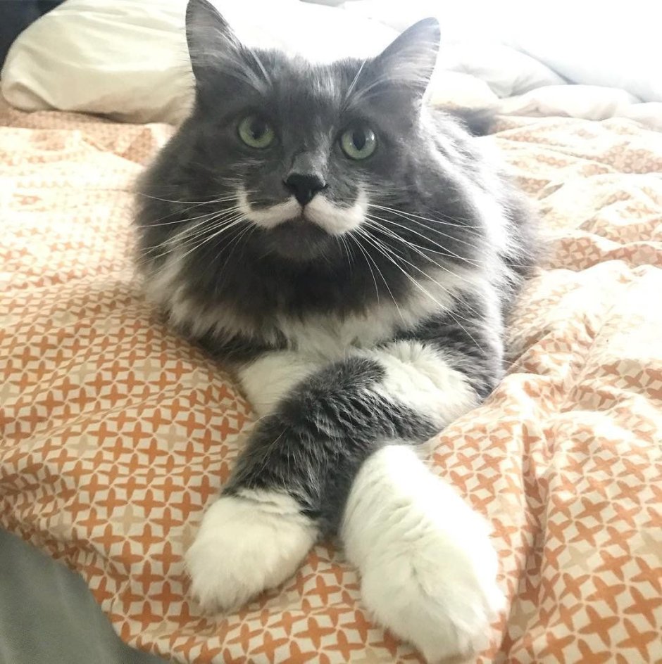 Манчкин кот