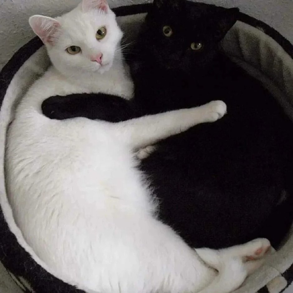 Кошка на шкафу