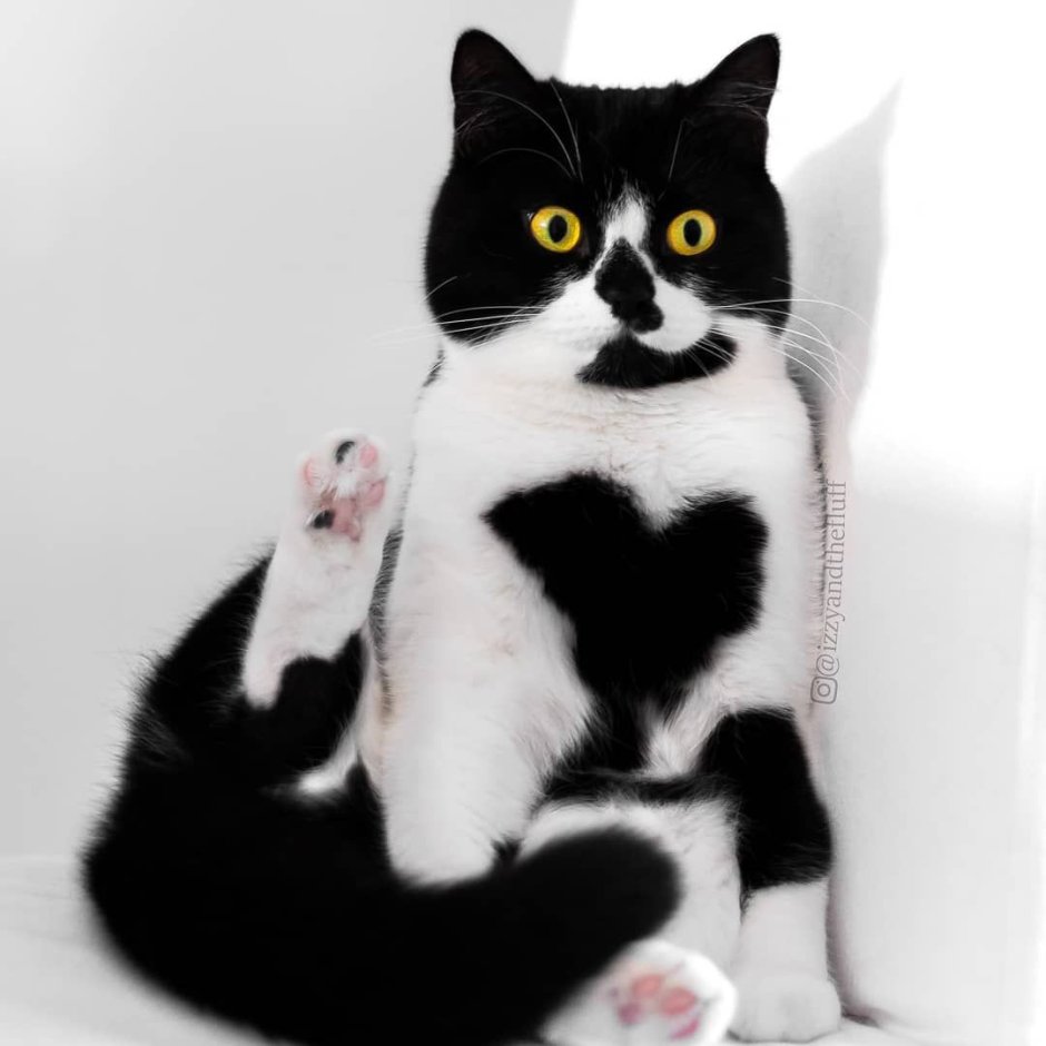 Чёрная кошка Эстетика