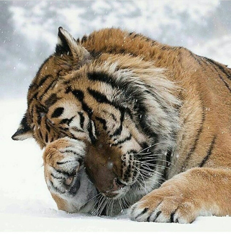 Грустный тигр