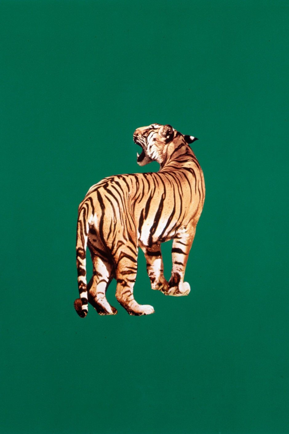Смешные рисунки тигров
