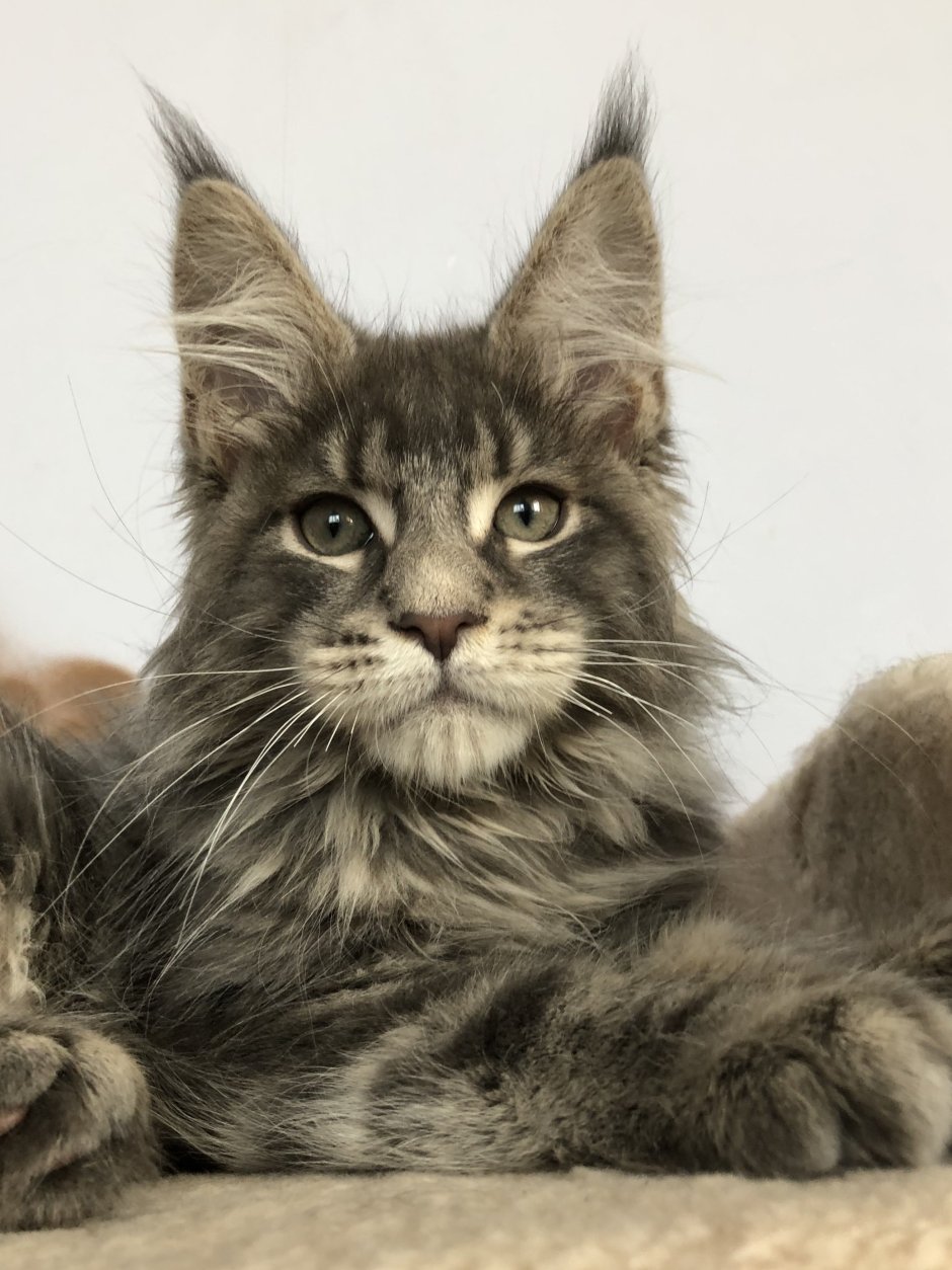 Коты Мейн куны