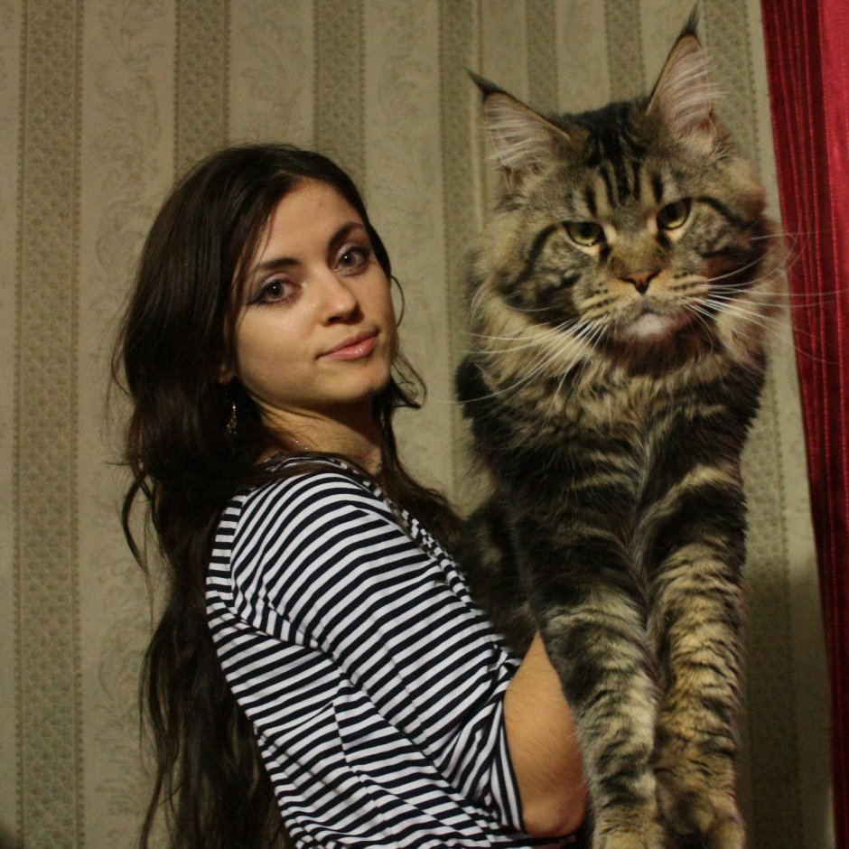 Кошка Мейн кун
