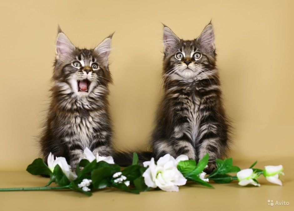 Кот и кошка Мейн кун