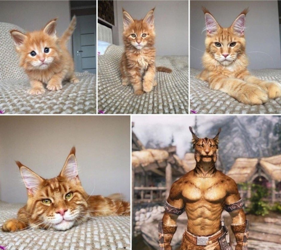 Котенок на черном фоне