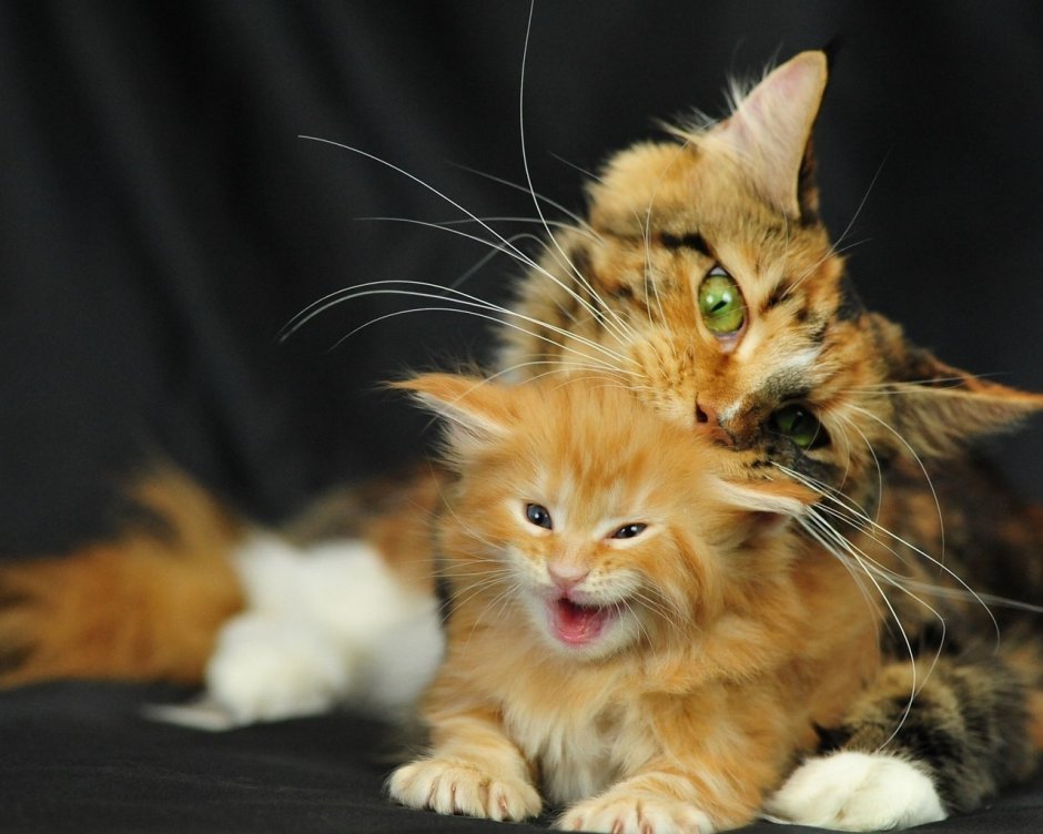 Кошка Мейн кун с котятами