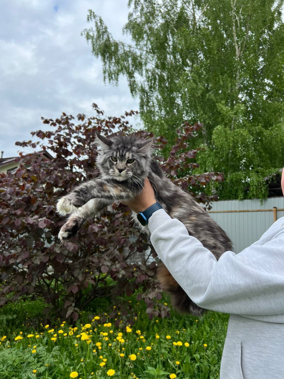 Котята Мейн кун расцветки породистых котят