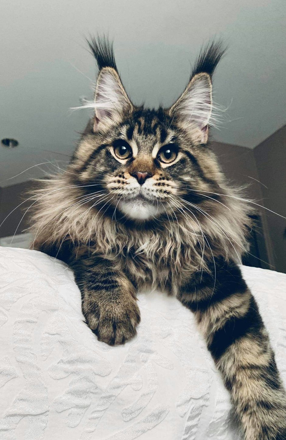 Гигантский кот Мейн кун