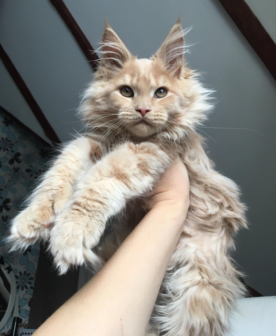 Коты великаны Мейн куны
