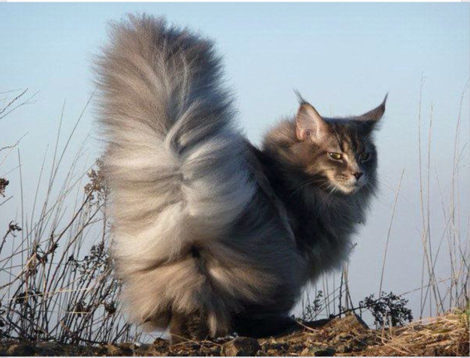 Митхун кот
