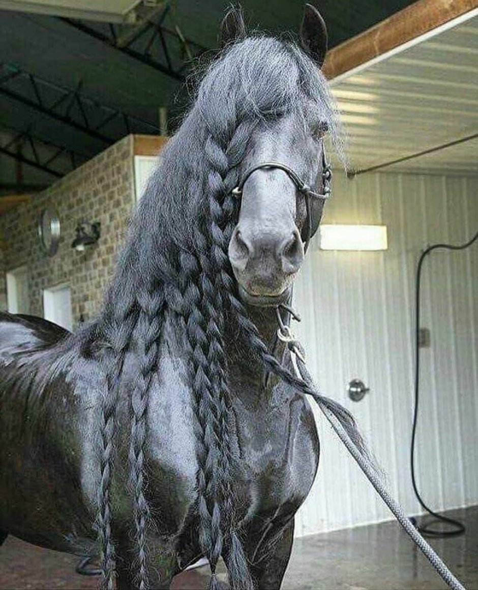 Лошади дерутся